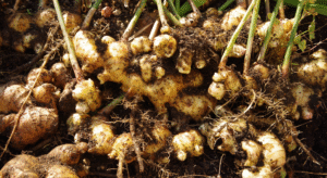 Rhizome de gingembre péi frais cultivé localement à La Réunion – utilisé en infusions, sirops et extraits.