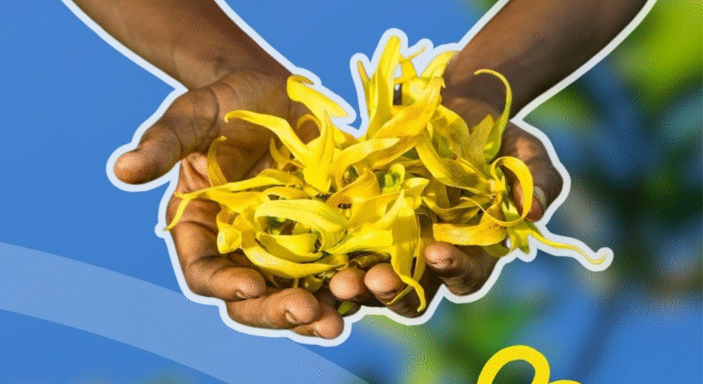 Découvrez comment le Cananga odorata (ylang‑ylang) issue des tropiques combine tradition et recherche scientifique pour le bien‑être émotionnel, cutané et circulatoire et comment l’intégrer naturellement à votre quotidien.