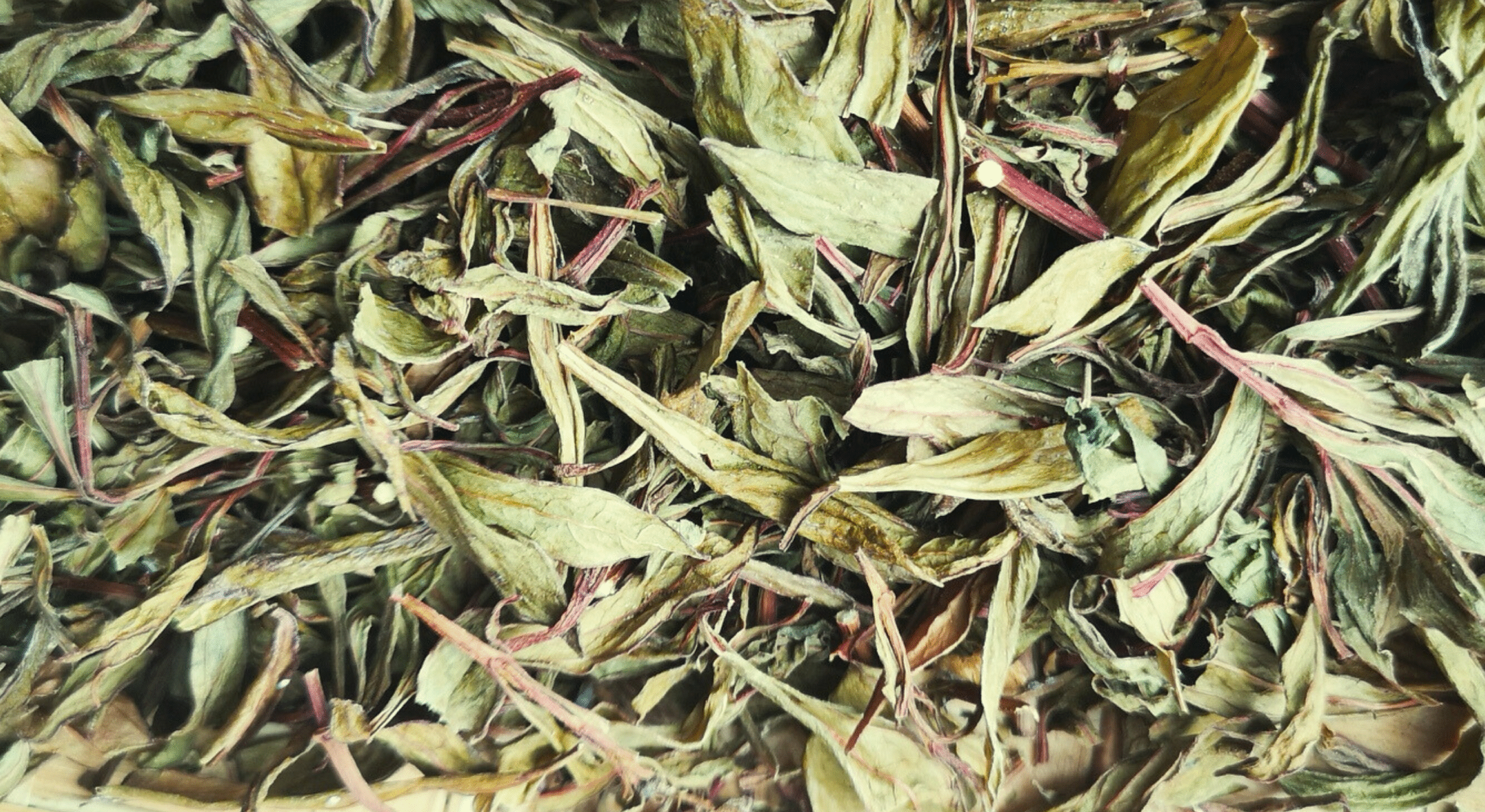 Feuilles d’ayapana séchées - Nature d’ici et d’ailleurs.