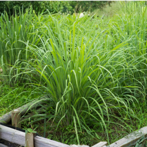 Plant de citronnelle fraîche cultivé à La Réunion pour infusion et tisane