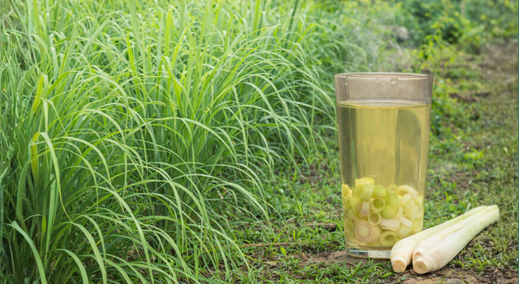 Infusion de citronnelle préparée avec des tiges fraîches de citronnelle