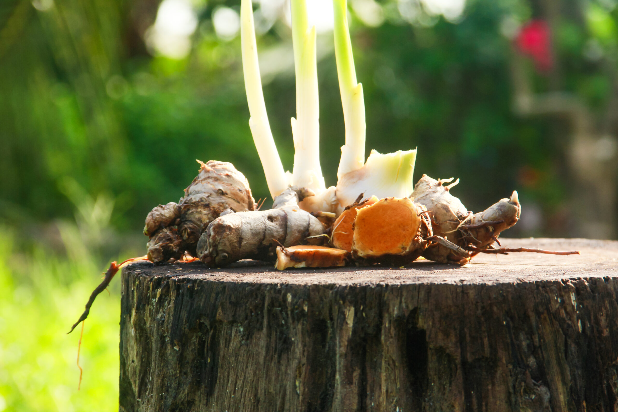 racine de curcuma, safran péi réunion, épice réunionnaise