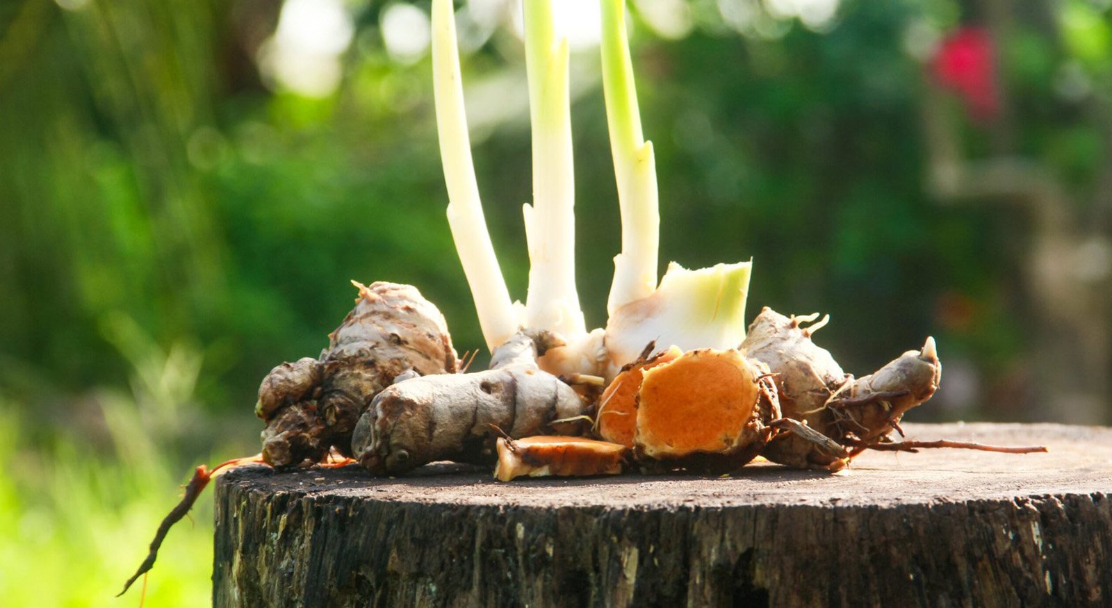 racine de curcuma, safran péi réunion, épice réunionnaise